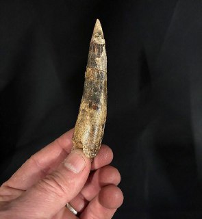 Драконы существовали в реальности. Учёные обнаружили в Африке останки древнего гиганта, невероятно похожего на мистическое чудище из сказок. Подробнее и с фото — в нашем MAX.