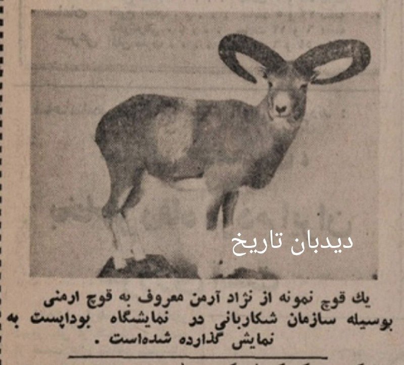 دیده بان ایران: 🗞روزنامه گردی ۸ شهریور سال ۱۳۵۰؛🔴موفقیت چشمگیر ایران در نمایشگاه بین المللی شکار بوداپستروزنامه اطلاعات روز ۸ شهریور سال
