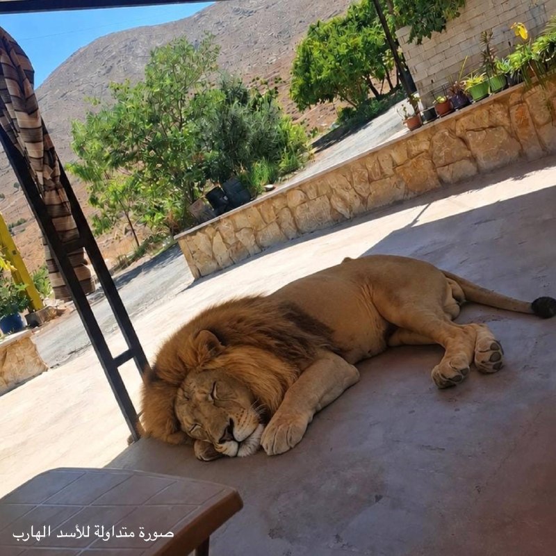 אריה ברח מחווה במישור לבווה... והחיפושים אחריו נמשכים.&33;