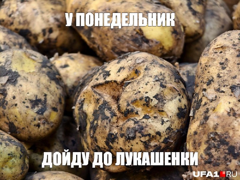 תפוחי אדמה בבשקורטוסטן עשויים לעלות במחיר של עד 90 רובל לק"ג אבל חקלאים לא ירוויחו מזה כסף. רוסטט כותב שעד…