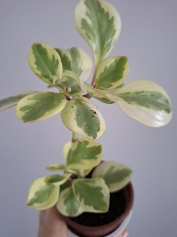 Хлорофитумы, пеперомия, тралесканция, плющ, бегония, нефролепис по 10 лари — фото 1