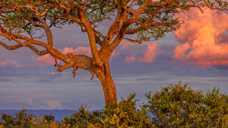 Savanna afterglowLeopard sleeping in a tree in savanna, Masai Mara National Reserve, Kenya (© Klein & Hubert/Nature Picture Library)