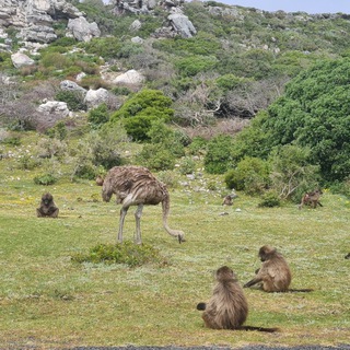 Local Cape Town tours Telegram Group Link