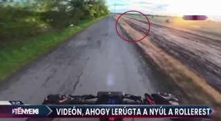 В Венгрии произошло самое странное ДТП года — заяц на полном ходу влетел в самок