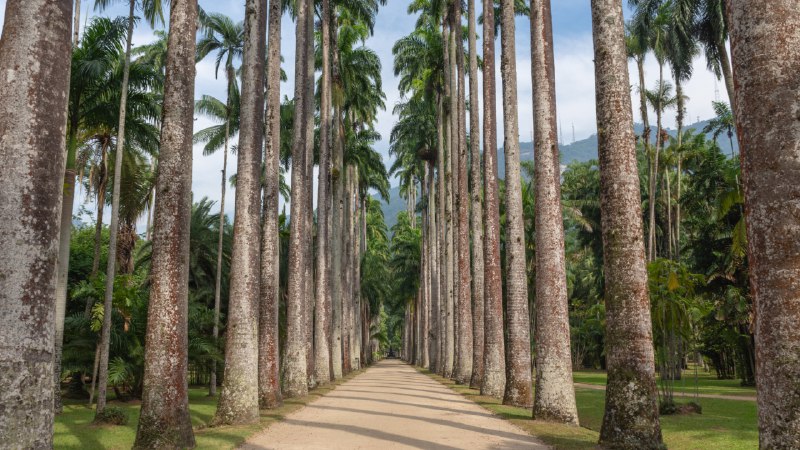 带你游花园帝王棕榈树，里约热内卢植物园，巴西 (© Marcia Silva de Mendonca/Getty Images)