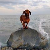Гоголь моголь