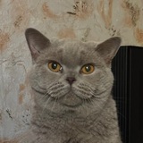 Секреты Латке