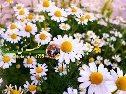 🍏طب سنتی🍏: بخور بابونه در درمان سینوزیت وبازکردن حس بویای و پوست شما بسیار مفید استبه این منظور می توانید حدود پنج گرم بابونه را دا