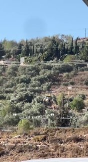 דחוף: דחפורי הכיבוש עוקרים מאות עצים בכפר מדאמא, דרומית לשכם.