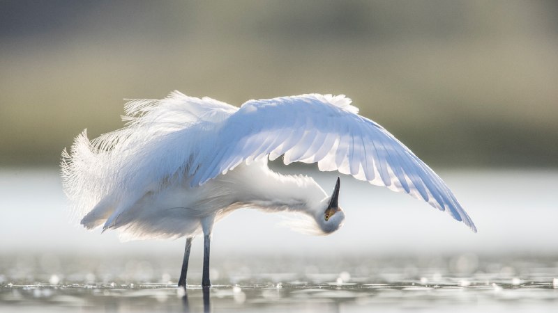 Fancy feathersSnowy egret preening, central Florida, USA (© Donald M. Jones/Minden Pictures)