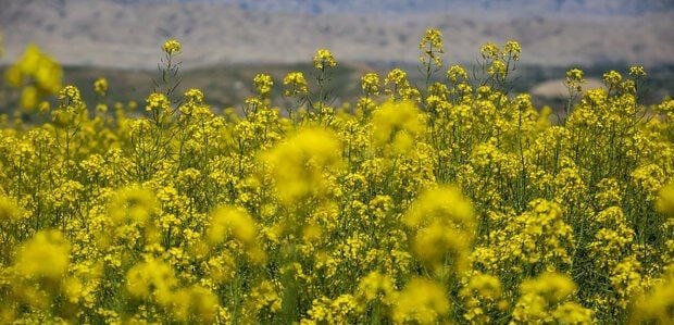 تجارت نیوز: 🔻پیشبینی افزایش تولید کلزا به ۴۰۰ هزار تن در سال آیندهعطااله هاشمی، رئیس بنیاد ملی گندمکاران:▪️در صورت مساعد بودن شرایط