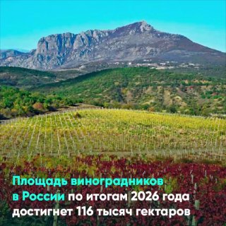 תעשיית היין הרוסית מגדילה את כושר הייצור שלה: עד סוף 2026 יגיע שטח הכרמים ל-116,000 דונם, וייצור היין יגיע…