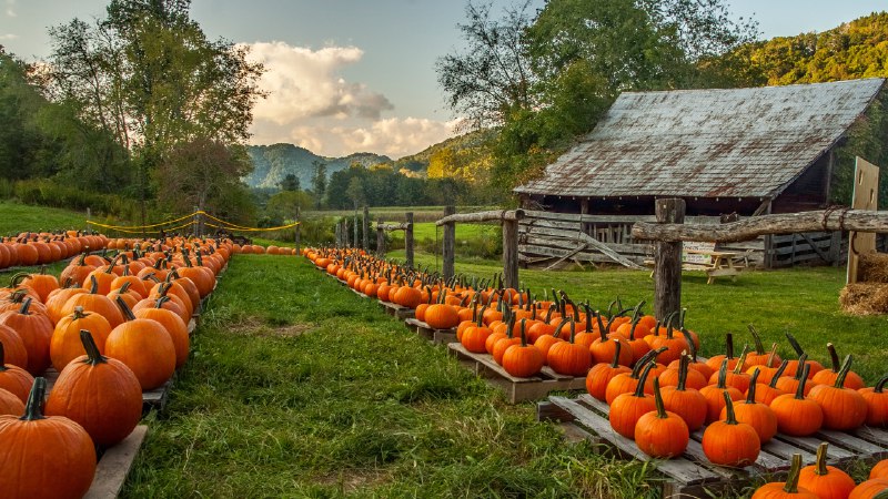 Oh my gourd, it's today!Pumpkin farm in North Carolina (© Matthew H Irvin/Getty Images)