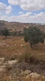 מתנחלים גונבים זיתים מאדמות אזור "אל רחינה" במסאפר יטא, דרומית לחברון.