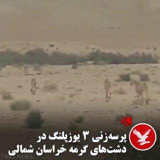 ببینید / مشاهده سه قلاده یوزپلنگ در منطقه شاآباد گرمه — اندیپندنت فارسی
