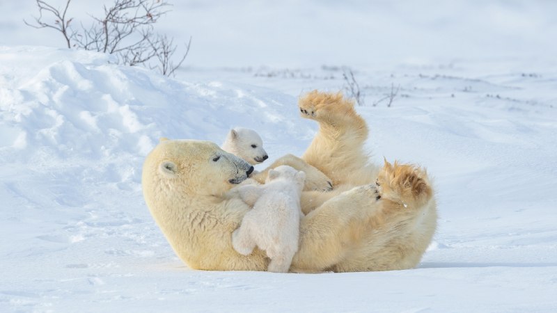 A bond that enduresPolar bear mother and cubs playing in Wapusk National Park, Manitoba, Canada (© Hao Jiang/Getty Images)