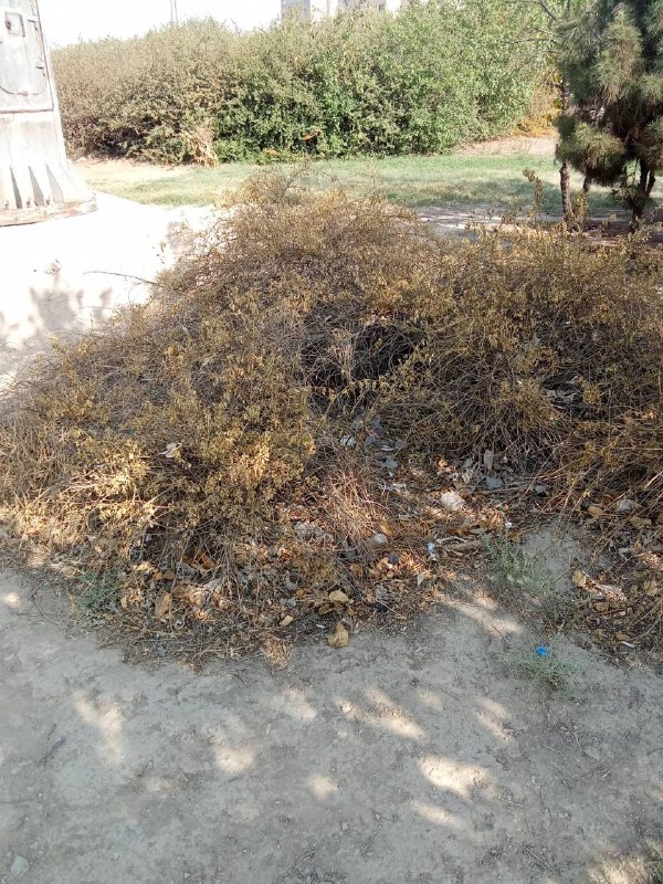 کانال خبری کیانشهر: وضعیت اسف‌بار فضای سبز در بزرگراه آزادگان محدوده #کیانشهر/ لزوم اجرای فوری یک طرح ضربتی و جهادی🔹 محدوده بزرگراه آزادگان 