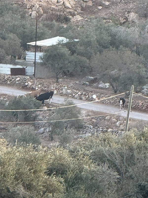 Settlers release their cows on the lands of the village of Karavat Bnei Hassan, west of Salafit