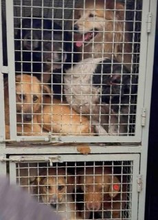 Власти Грузии массово убивают бездомных собак? ГлавноеПрограмма по управлению популяцией бездомных животных в Грузии за несколько недель превратилась в общенациональный скандал. Зоозащитники заявили, что власти проводят массовое уничтожение собак — вплоть 