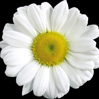 Flower World