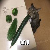 Мц пиво