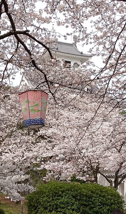 琵琶湖畔豐公園賞櫻記