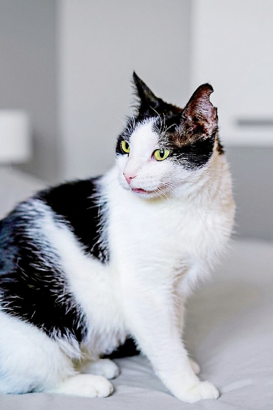 Молодые ласковые кошечки Шешем и Тильда — фото 1