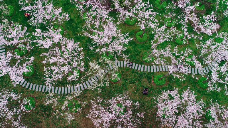 A path through the petalsCherry blossoms in Shanghai, China (© Yaorusheng/Getty Images)