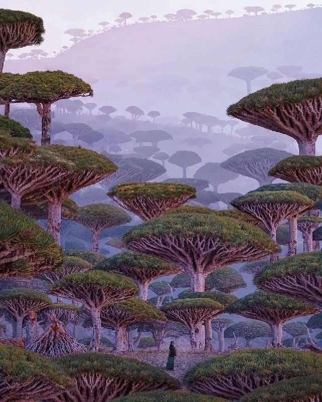 Funsk: 🌳🩸 درختی که انگار از دل یک سیاره دیگه اومدهدرخت خون سیاوشان یا خون اژدها (Dragon Blood Tree) نماد جزیره سُقطری (سوکوترا)
