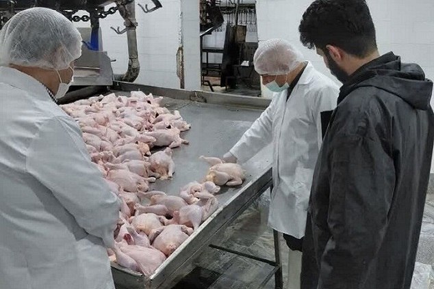 حکیم مهر: بعد از سازمان دامپزشکی سازمان غذا و دارو هم پاسخ شایعات منتشره در فضای مجازی را داد:خمیر مرغ زیر ذرهبین نظارت سازمان غذ