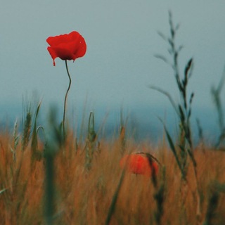 عـ✈️ـآلَمـ🗼آلَصـ♥ـوٌر Telegram Group Link