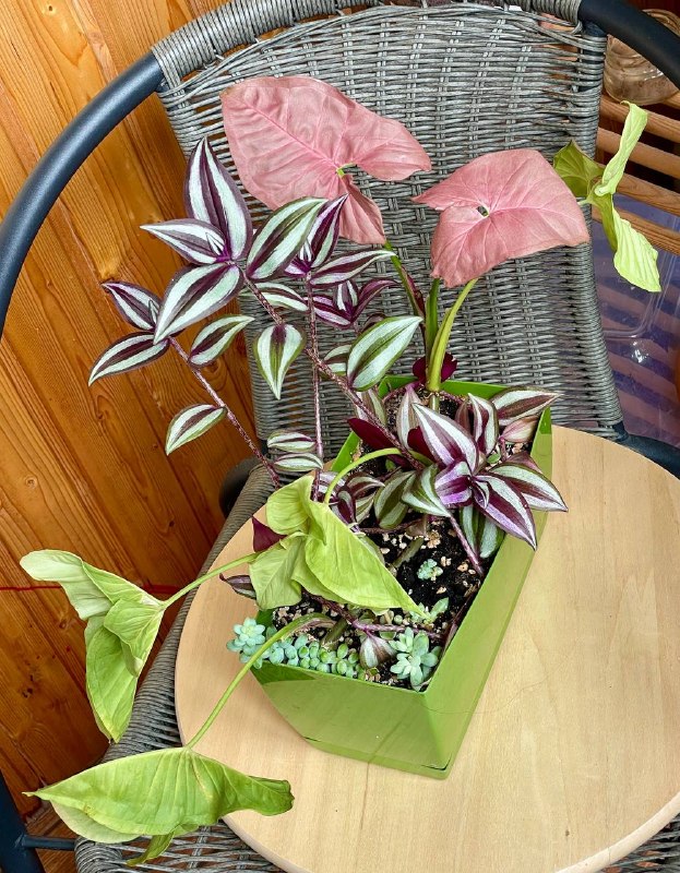 Домашнее растение, много всего в одном горшке, традесканция зебрина, Сингониум пинк неон, суккуленты — фото 1