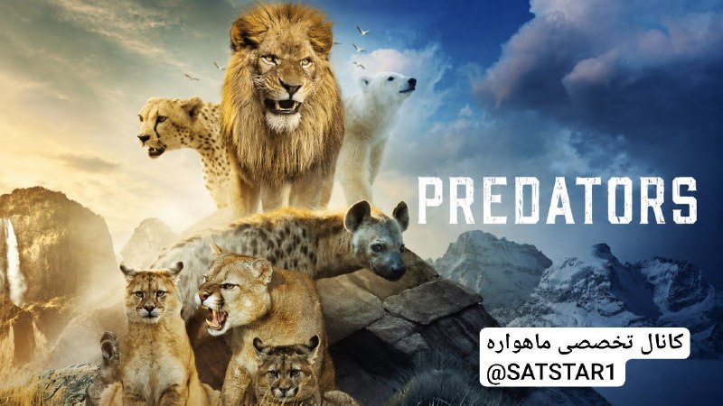 کانال تخصصی ماهواره: مجموعه مستند «شکارگران» | Predatorsمحصول 2022روایتی تماشایی از دنیای شکارچیان و نبرد برای بقا در طبیعت وحشی.هر هفته سهش