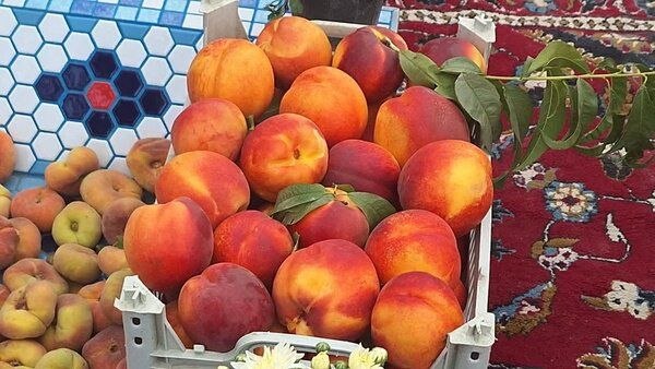 آخرین خبر همدان: 🔺سومین جشنواره هلو و شلیل در پالیز برگزار میشودحمید اسدی، شهردار پالیز:🔹با توجه به اهمیت هلو و شلیل در اقتصاد باغداران