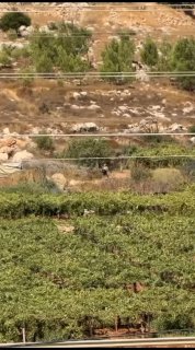 Under the eyes of the occupation soldiers..