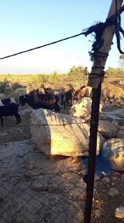 مستوطنون يرسلون مواشيهم قرب منازل سكان خربة الحمص جنوب الخليل