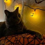 ♱ ࣪ ִֶָ☾. Блог Минтаси и других!! 🎃