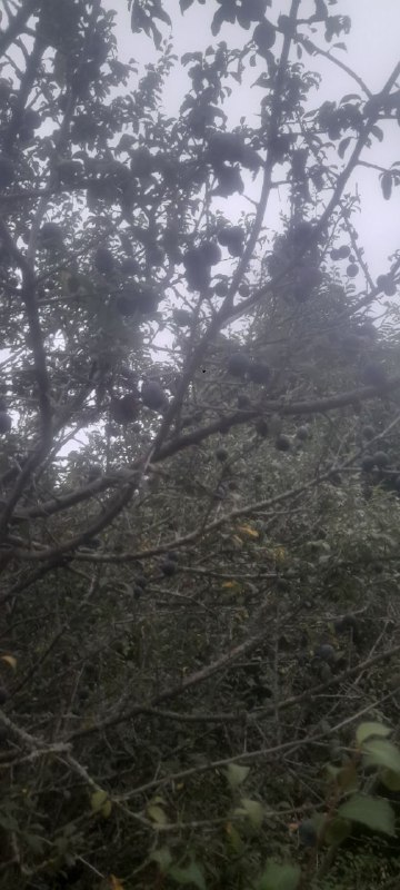 🌲کانال روستای سپستانک 🌲: من تو یه مرحله از زندگیم که نه واسه موندن کسی خواهش میکنم نه واسه برگشتنش، حتی کسی یا چیزی رو آرزو نمیکنم، من تو این زند