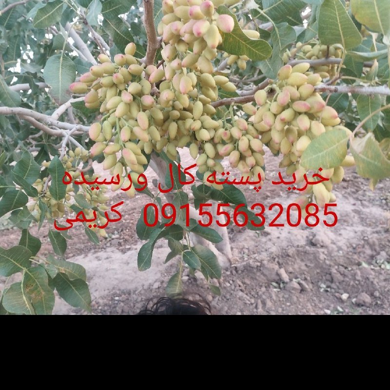 سرایان20: باسلام خرید پسته کال و رسیده به بالاترین قیمت خریداری می‌شود کریمی09155632085@khabar_fooriNews