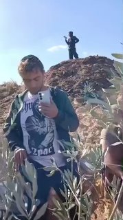 מתנחלים תוקפים ומפריעים לעבודתם של קוטפי זיתים באדמות העיירה שויוך בחברון