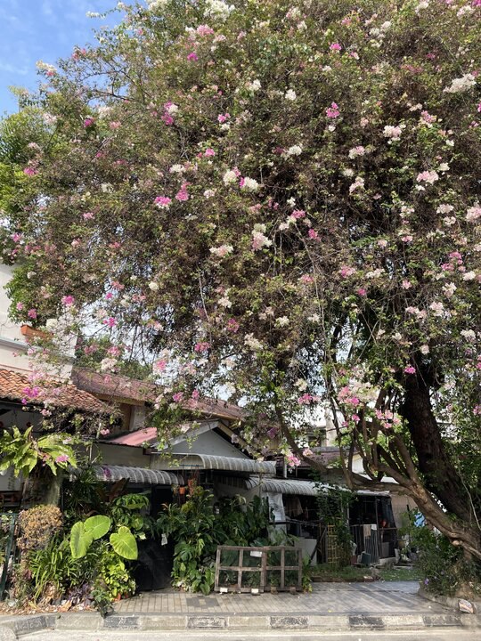 《在新與舊間穿梭》檳城。怡保。吉隆坡。馬六甲