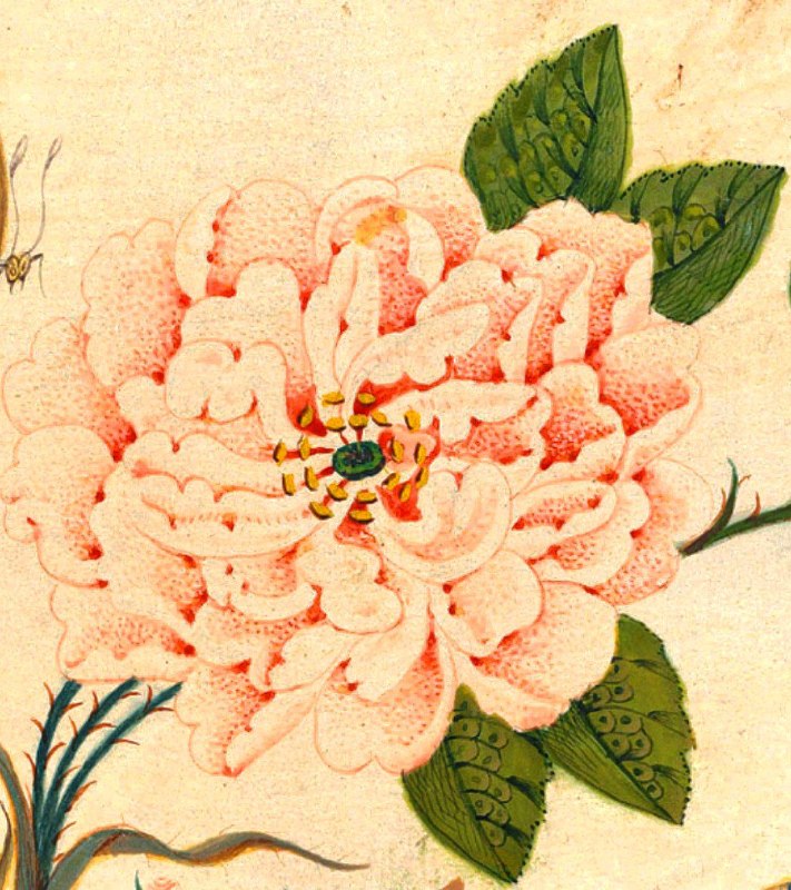 🖌️ زریــن قلــم: #خوانش_زرین#گل_و_مرغ🌸 نگاهی به پرداز گلبرگهادر این نگارهٔ دورهٔ قاجار، گل سرخ با گلبرگهای متعدد و لایهلایه به تصویر ک