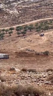 מתנחלים גונבים זיתים מחקלאים באזור "אבו סאפא" בדיר דיבואן, צפונית מזרחית לרמאללה.