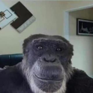 Склад боевых монки гифок Telegram channel profile photo
