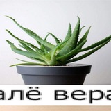 Ирука без сапожек хдд