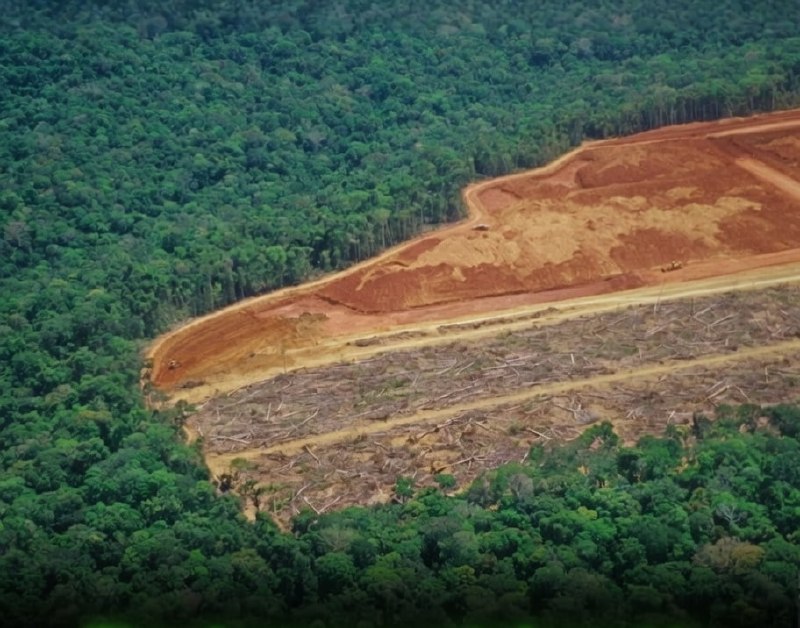 The Brazilian Amazon has lost an area larger than Spain over the past 40 years, according to a major new study.Since 1985, more than 52 million hectares (520,000 square kilometers) of the Brazilian rainforest have been cleared, an area exceeding the entire territory of Spain. This represents roughly 13 percent of Brazil’s original Amazon vegetation.The environmental monitoring platform MapBiomas reports that nearly 40 percent of all land conversion for agriculture, mining, and infrastructure in the Brazilian Amazon occurred in just the last four decades, a sharp acceleration compared to the previous five centuries.Scientists warn that the Amazon is approaching a dangerous tipping point. The rapid deforestation threatens biodiversity, indigenous communities, and global climate stability. As one of the world’s largest carbon sinks and a key regulator of weather patterns, the continued loss of the Amazon has serious implications for the entire planet.Did you know? 🎓