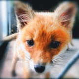 fowww <344*🦊