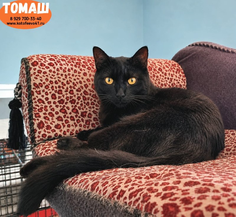 Котик *Томаш*
Скромный брюнет!
Ласковый, добрый и...