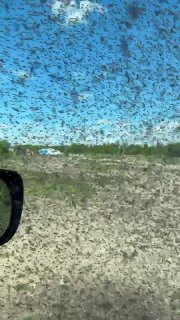 В Бурятии огромный рой комаров испортил отдых местным жителям.Семья приехала отдохнуть на озеро Щучье в Селенгинском районе, однако комариная туча облепила машину и заперла людей внутри — выйти они не осмелились и уехали с пляжа, сообщает телеграм-канал «В