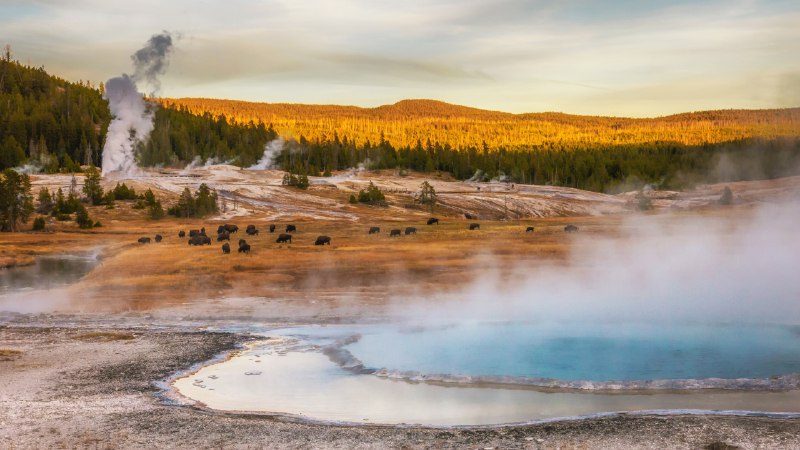 Herds of heritageBison grazing at thermal hot springs, Yellowstone National Park, Wyoming (© Cheryl Ramalho/Getty Images)